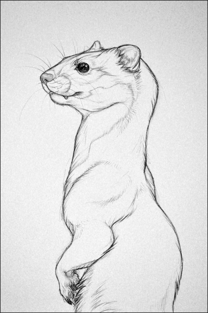 A Weasel by nikkiburr on DeviantArt