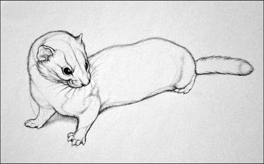 A Smaller Weasel