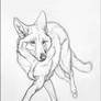 Loping Yote