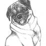 nikkiburr - Pug Sketch