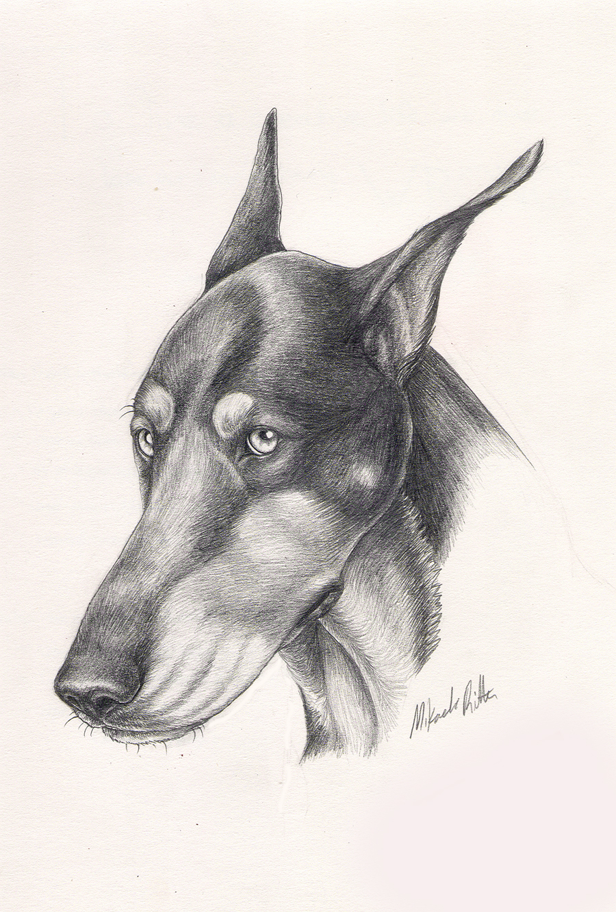 nikkiburr - Dobie Head Study