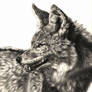 nikkiburr - Mr Coyote Face
