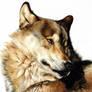Michelle's Wolf