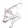 Wolf sketch 5