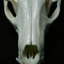 Gray Fox Skullface