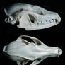 Gray Fox Skull Multiangle