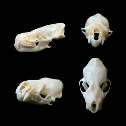 Bat Skull