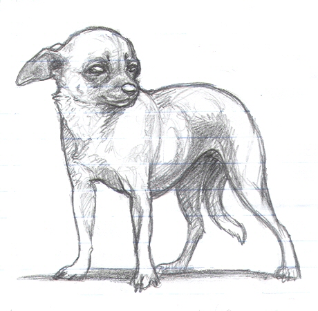 Chihuahua