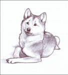 Shiba by nikkiburr