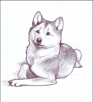 Shiba