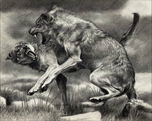 Wolf Fight