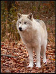Pale Wolf by nikkiburr
