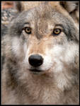 Petite Wolf by nikkiburr