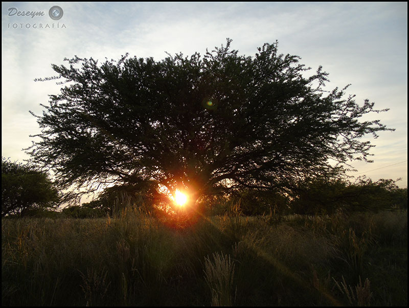 Sunset Behind a Calden Three.