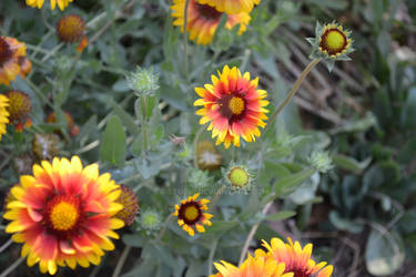 Yellow flowers