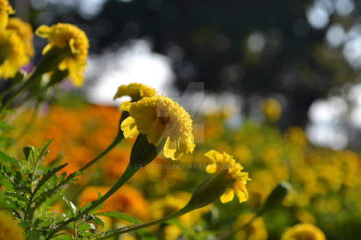 Beautiful yellow flowers