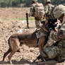 Military Dog