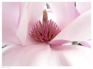Magnolia  x soulangea