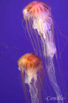 meduse