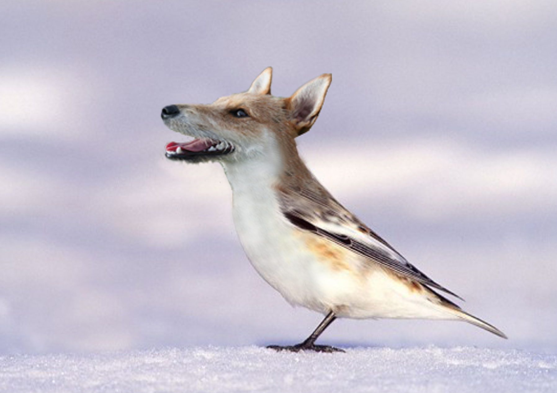 Snow dog-bird