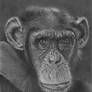 Chimpanzee