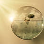 Caught in the water bubble