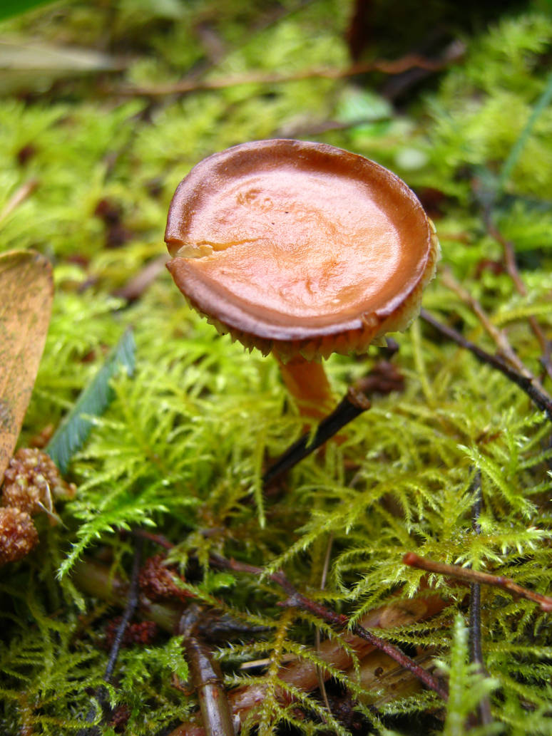 Occupied With Moss