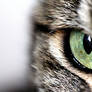 Cat's Eye