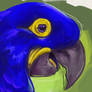 Hyacinth parrot