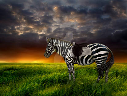 Zebra Ride