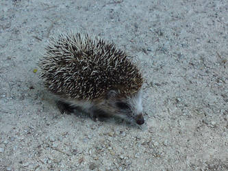 LOOK ! A HEDGEHOG !