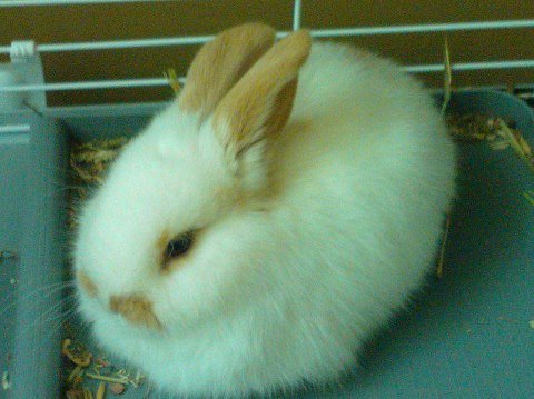 my bunny