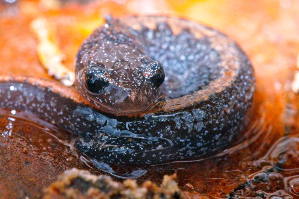 Ozark Zigzag Salamander by DoctorPhrog