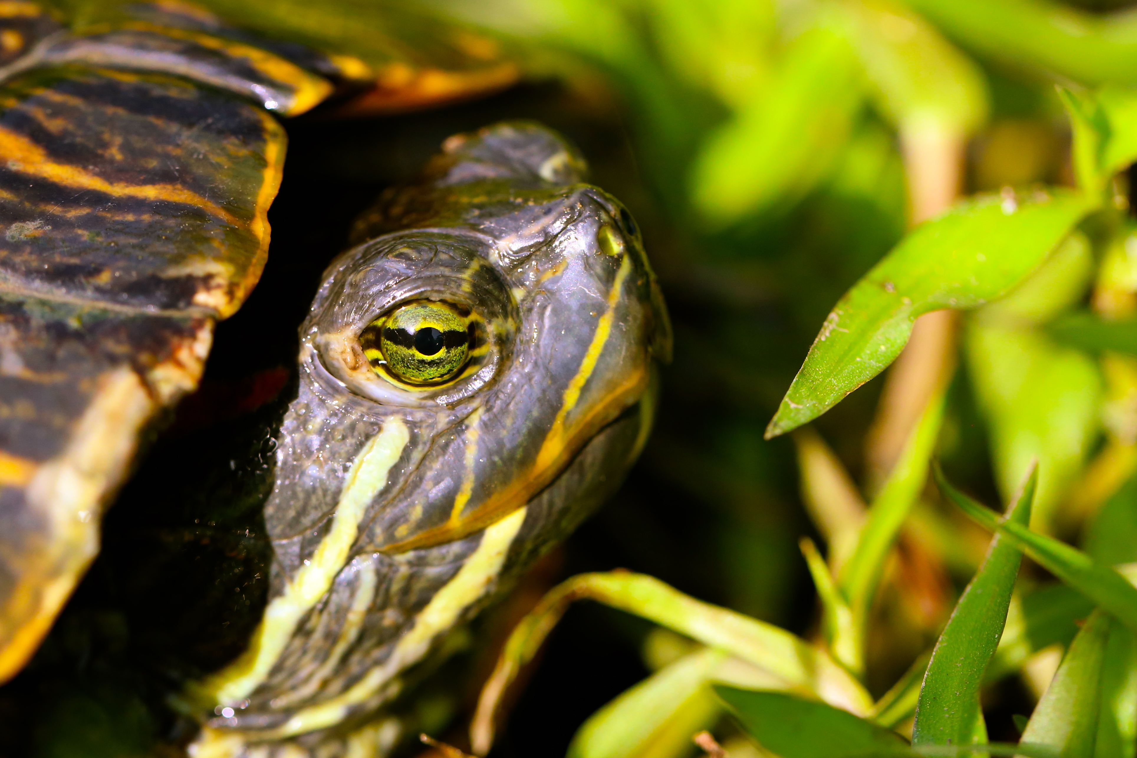 Red-eared slider