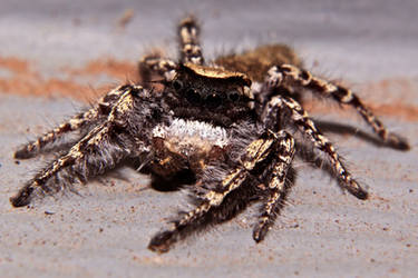 Jumping spider