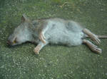 Dead mouse 03 by Silence-Macabre