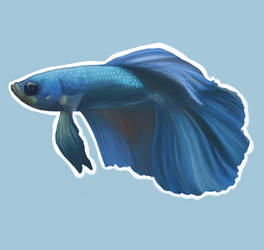 Levy Betta