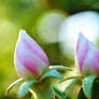 Quince buds