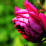 Wild rose 4