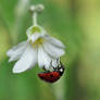 Another ladybug