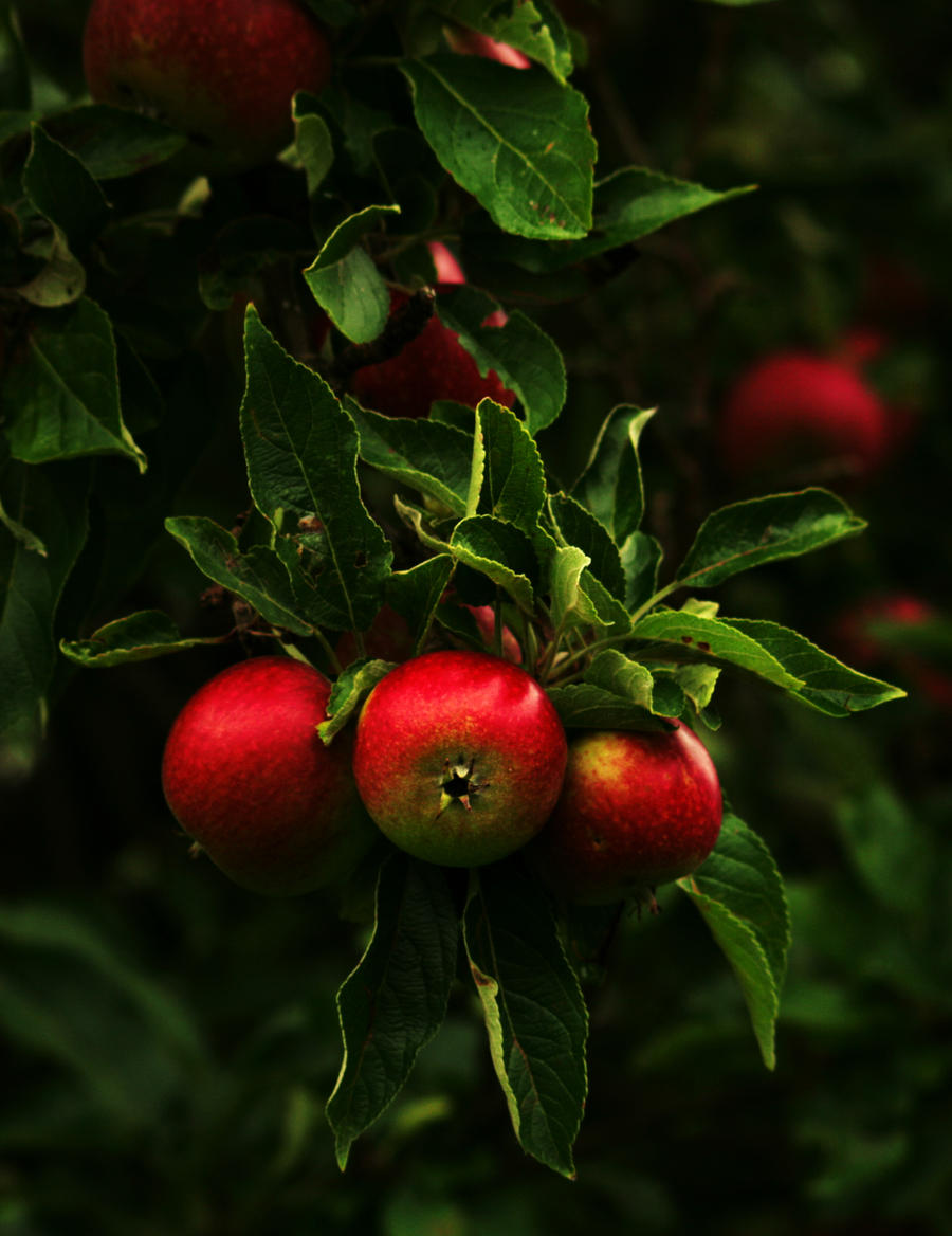 Apples