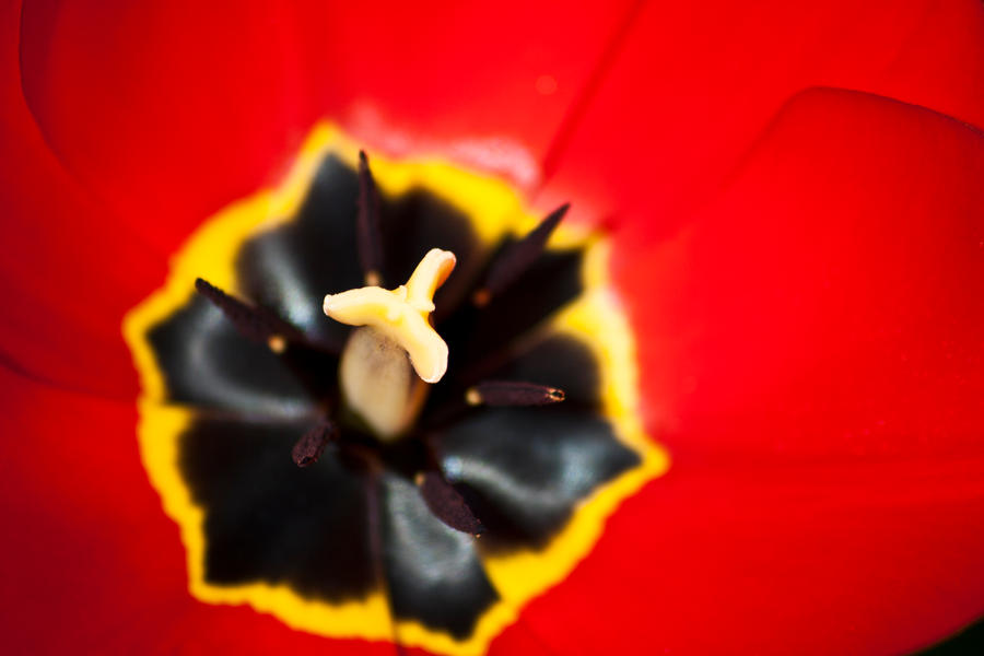 Red Tulip II