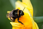 Bumble Bee II by Sundseth