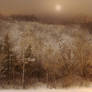 Winter Forest and Moon