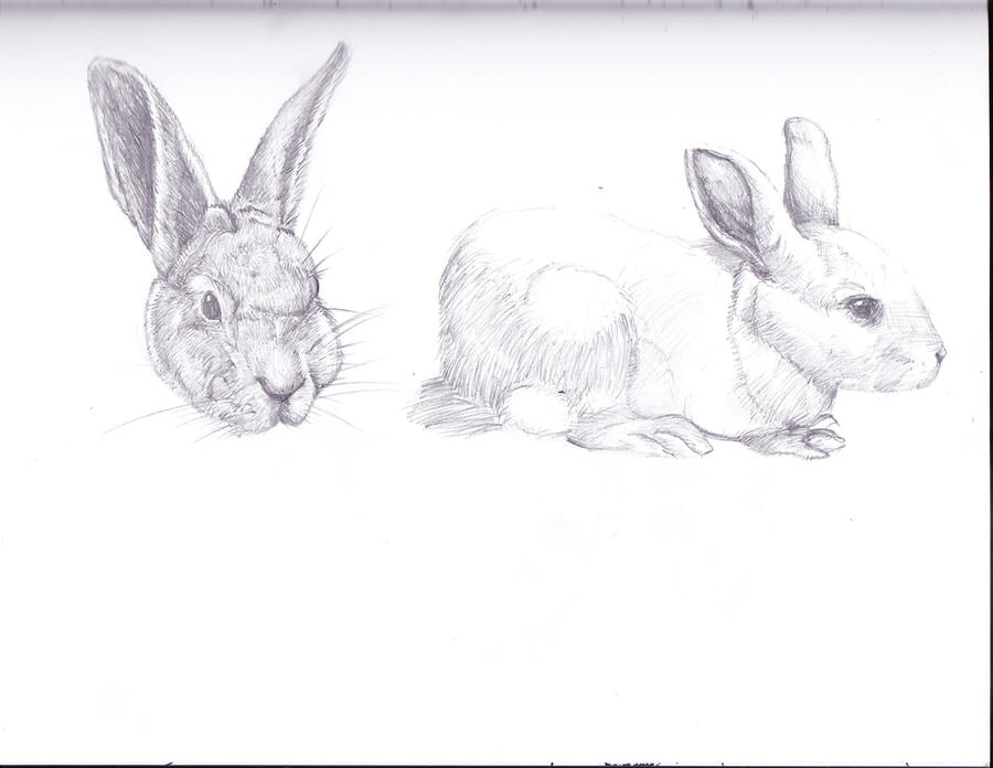Distorted Rabbit Drawings Rabbits. by Distorted-Theory on DeviantArt