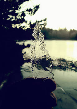 Ice tree