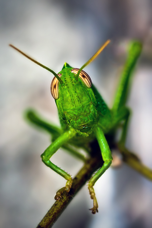 Grasshopper