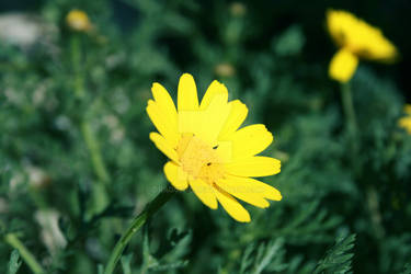 a Flower close-up