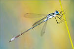 Raymond Lake Damselfly IV by Louvargent