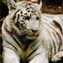 White tiger